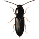 Beetle Cardiophorus