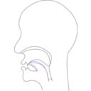 download Midsagittal Ch Voiceless Postalveolar Affricate clipart image with 270 hue color