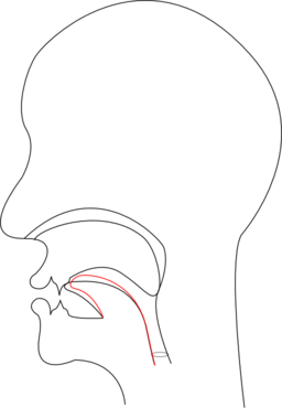 Midsagittal Ch Voiceless Postalveolar Affricate