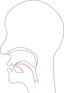 Midsagittal Ch Voiceless Postalveolar Affricate