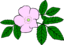 Gg Rosa Acicularis