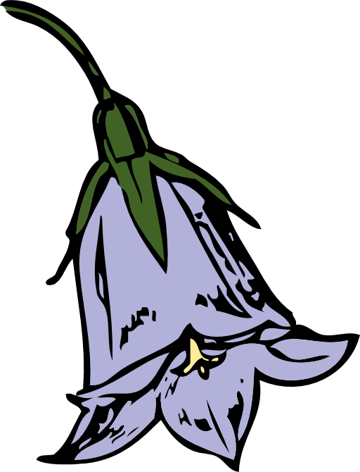 Harebell