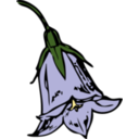 Harebell