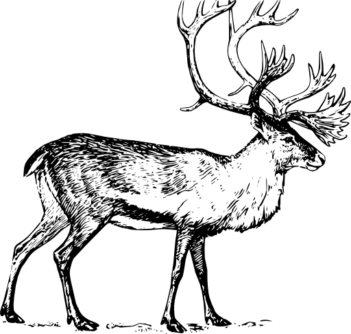 Caribou
