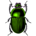 download Scarabe clipart image with 270 hue color