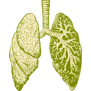 download Lungs clipart image with 45 hue color