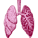 download Lungs clipart image with 315 hue color