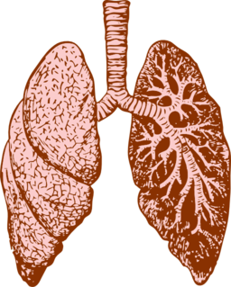 Lungs