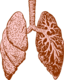 Lungs