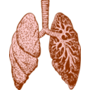 Lungs