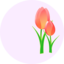 Tulips