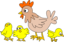 Hen With Three Chicken