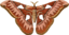 Rothschildia Aurota