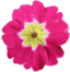 Flower 11