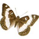 download Limenitis Trivena clipart image with 0 hue color