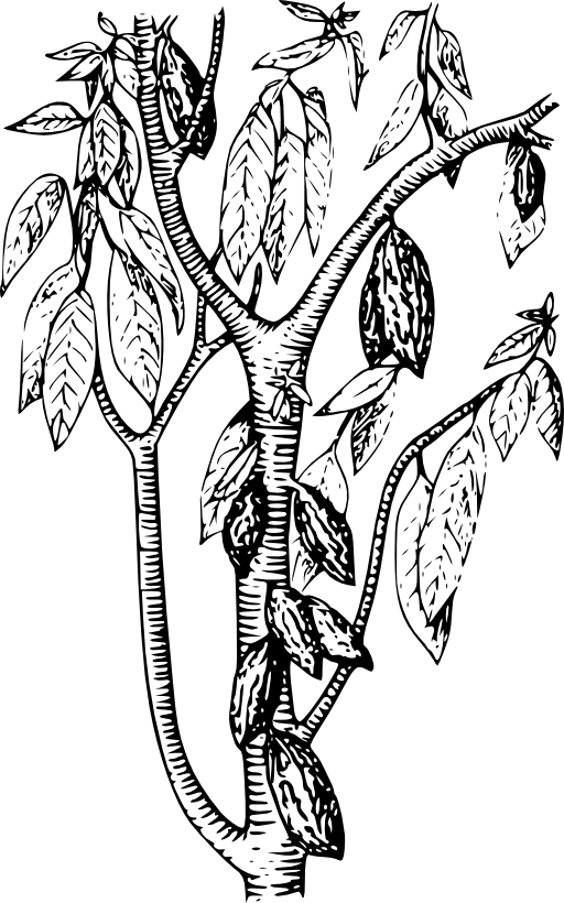 Cacao