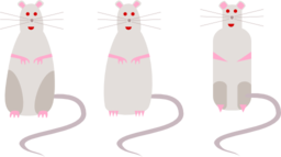 Rat