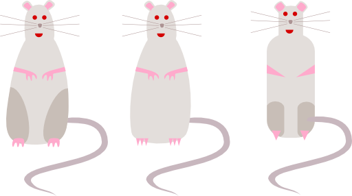 Rat