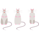 Rat