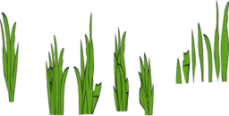 Grass Blades And Clumps