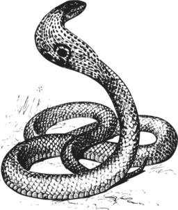 Cobra Grayscale