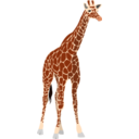 Another Giraffe