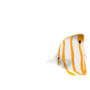 Copperband Butterflyfish