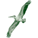 download Pelican clipart image with 90 hue color