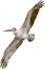 Pelican