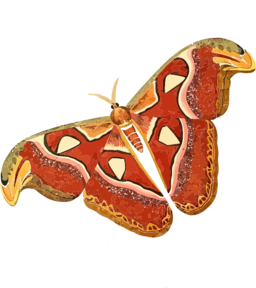 Atlas Moth Attacus Atlas