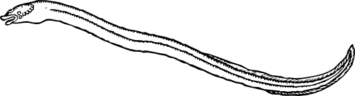 Eel 2