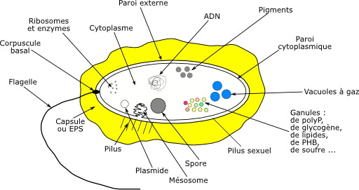 Bacterie