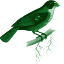 download Sporophila Frontalis clipart image with 90 hue color