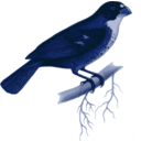 download Sporophila Frontalis clipart image with 180 hue color