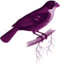 download Sporophila Frontalis clipart image with 270 hue color