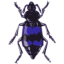 download Spotted Sexton Beetle Necrophorus Guttatus clipart image with 225 hue color