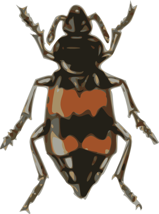 Spotted Sexton Beetle Necrophorus Guttatus