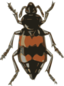 Spotted Sexton Beetle Necrophorus Guttatus