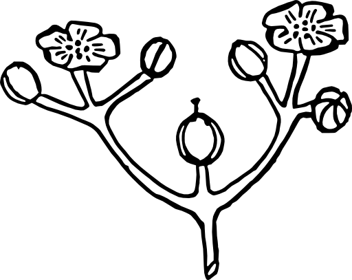 Cyme 2
