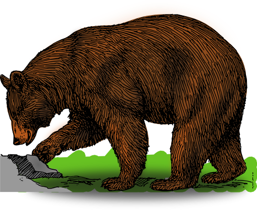 Colored Bear