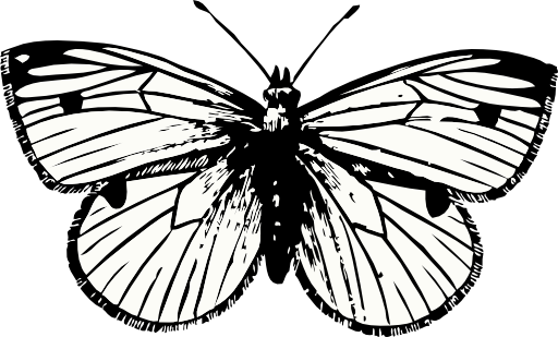 Cabbage Moth