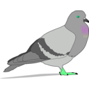 download Pigeon clipart image with 135 hue color