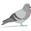 download Pigeon clipart image with 180 hue color