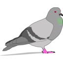 download Pigeon clipart image with 315 hue color