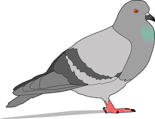 Pigeon