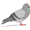 Pigeon