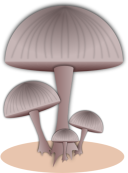 Mushroom