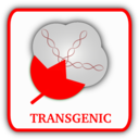 Cotton Transgenic
