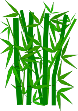 Bamboo Graphic