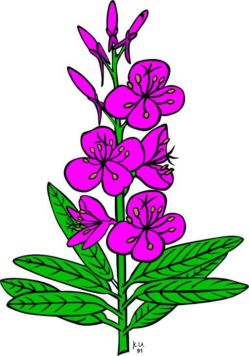 Ku Epilobium Angustifolium